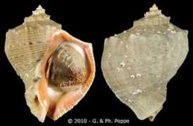 gastropods.com Rapana
