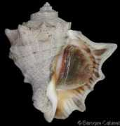 gastropods.com Rapana