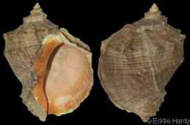 gastropods.com Rapana