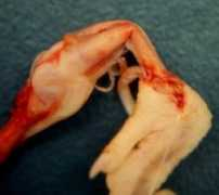 medvet.umontreal.ca Raquit