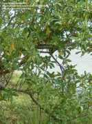 davesgarden.com Rarangi