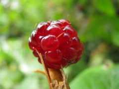 Rasberry