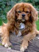 fotolibra.com Rascal