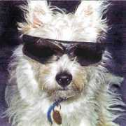 gotpetsonline.com Rascall