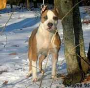 carolinastylekennels.com Rascoe
