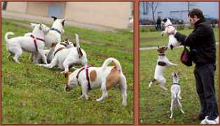 parson-jack-russell.lt Raselo