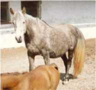 Rashaka