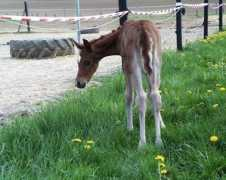 ujw-arabians.de Rashima