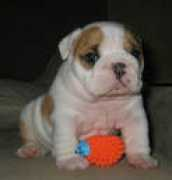 bulldogo.narod.ru Rasimas