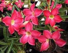 tropicanursery.com Rassami