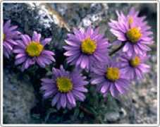 biology.ut.ac.ir Rassouli