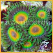 zoanthids.com Rastas