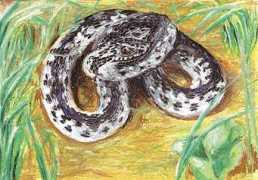 loodusajakiri.ee Rastik