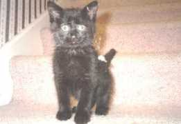 oocities.org Ratcat