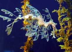 ozanimals.com Rathey