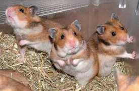 Ratitas