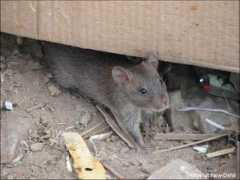 Ratje