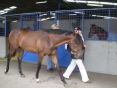 racingwrite.com Ratki