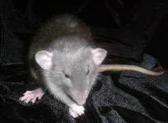 dratgibus.free.fr Ratlala