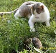 maguirefarm.com Ratlou