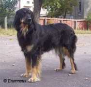Ratma
