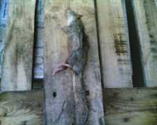 Ratte