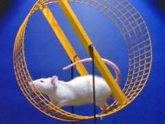 zdf.de Ratten
