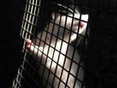 vallevegan.org Rattina