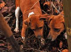 saxonplummerterriers.co.uk Ratting