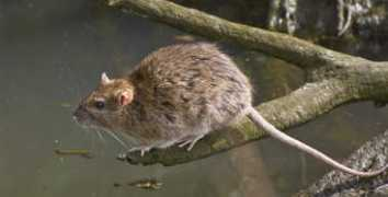 tolweb.org Rattini