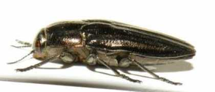 Rauca