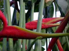 plantcreations.com Rauliana
