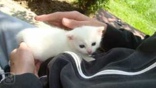 miciny.cz Raulik