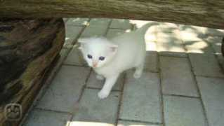 miciny.cz Raulik