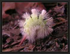 Raupe