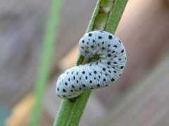 Raupe