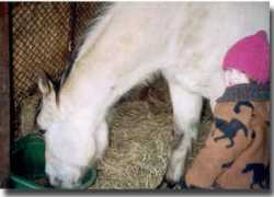 flyingchangefarm.com Ravenburg