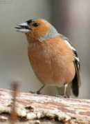 oiseaux.net Raville