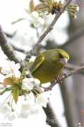 oiseaux.net Raville