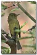 hans.spiecker.oiseaux.net Ravins