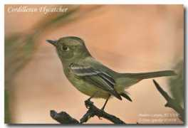 oiseaux.net Ravins