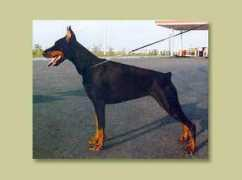 swh-dobermanns.ru Raviol