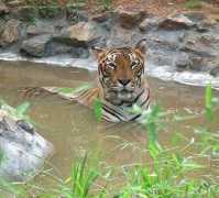 rediff.com Ravirajan