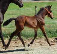 jollyrogersporthorses.com Ravisher