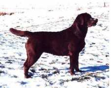 luggerlabradors.com Ravone