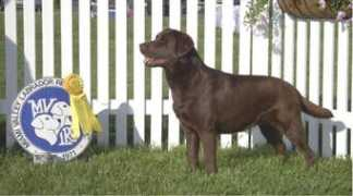 luggerlabradors.com Ravone