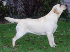 shahazim.com Ravone