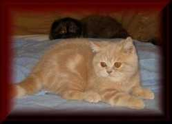 british-shorthair.net Ravot
