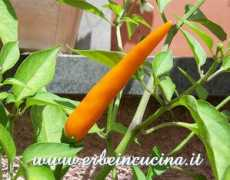 erbeincucina.it Rawit