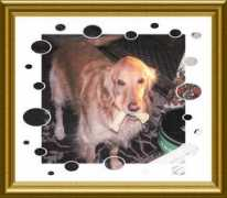 lakeshoregoldens.com Rayden